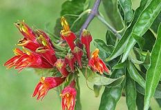 Công Ty TM Trà Thảo Dược Lê Nhân