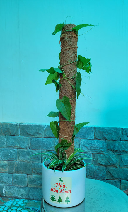 Tấm lót xơ dừa cho cây leo - Xơ Dừa Sao Nam Sài Gòn - Công Ty TNHH Sao Nam Sài Gòn