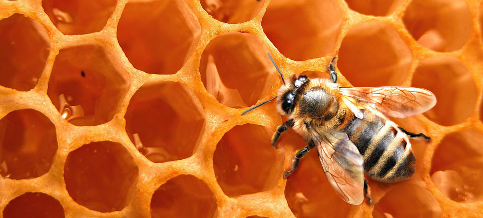 Mật ong - Vật Tư Sản Xuất Mật Ong Đức