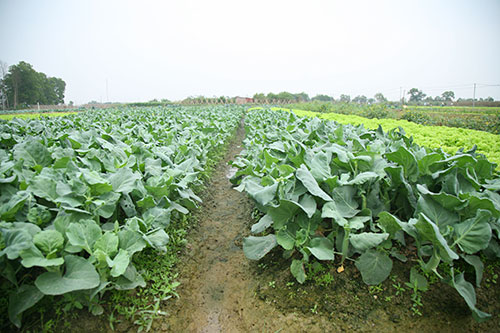 HTX sản xuất rau sạch tại Hà Nội