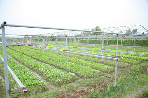 HTX sản xuất rau sạch tại Hà Nội