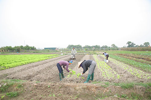 HTX sản xuất rau sạch tại Hà Nội - Hợp Tác Xã Sản Xuất Và Tiêu Thụ Rau An Toàn Bắc Hồng
