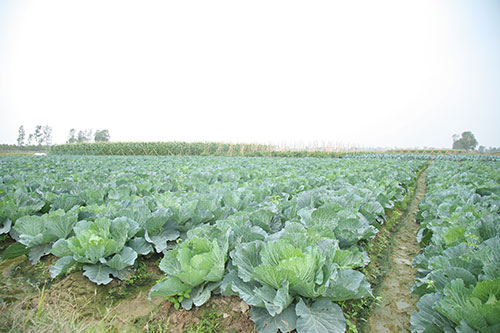 HTX sản xuất rau sạch tại Hà Nội - Hợp Tác Xã Sản Xuất Và Tiêu Thụ Rau An Toàn Bắc Hồng