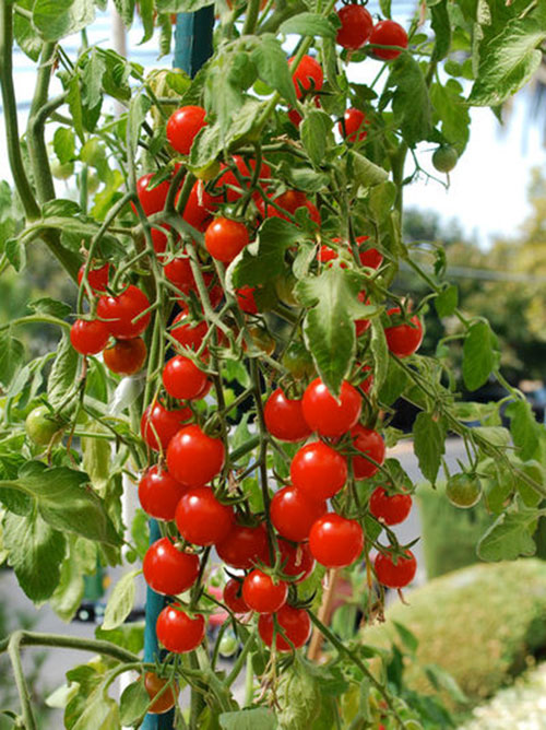 Cà chua - Hợp Tác Xã Sản Xuất Và Tiêu Thụ Rau An Toàn Bắc Hồng