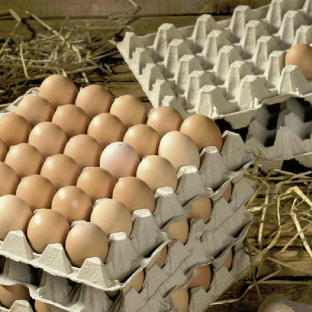 Khay giấy đựng trứng - Công Ty TNHH Đại Phú Gia