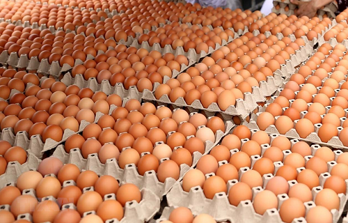 Trứng gà - Thực Phẩm Mai Khôi Nguyên - Công Ty TNHH TM DV Mai Khôi Nguyên