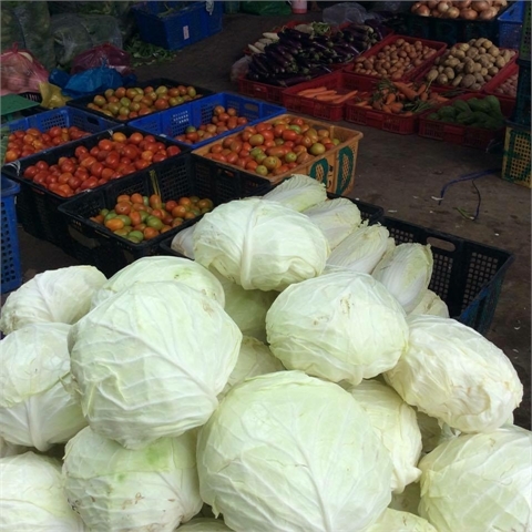 Bắp cải