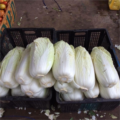 Cải thảo