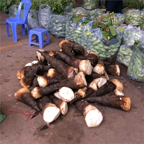 Măng tươi