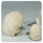 Mushroon Buff(CB-9100 ~) - Công Ty TNHH TM DV Hàng Hóa XNK Lạc Dương Abrasives