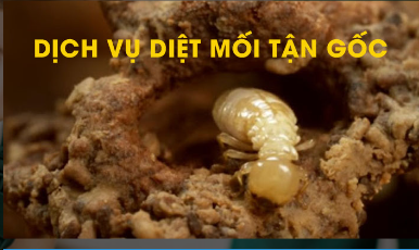 Diệt mối - Công Ty TNHH Thương Mại Và Dịch Vụ Tổng Hợp Gia Hưng