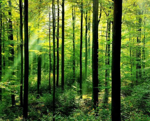Thẩm định giá tài nguyên rừng