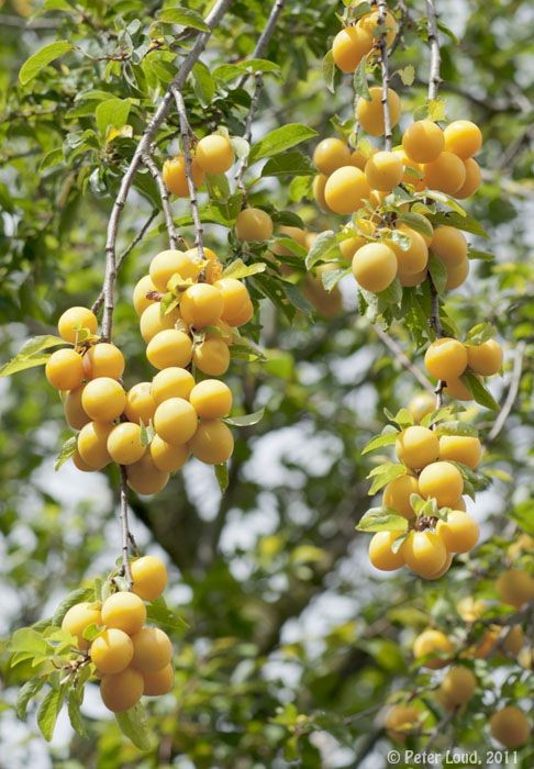 Cơ Sở Cung Cấp Nông Sản Miền Tây