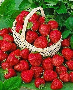 Cơ Sở Cung Cấp Nông Sản Miền Tây