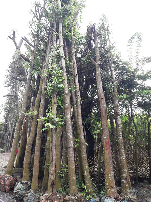 Cây xanh tư gia - Cây Xanh Thiên Xanh Nam Long - Công Ty Trách Nhiệm Hữu Hạn Một Thành Viên Thương Mại