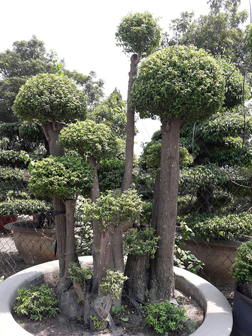 Cây xanh sân vườn - Cây Xanh Thiên Xanh Nam Long - Công Ty Trách Nhiệm Hữu Hạn Một Thành Viên Thương Mại
