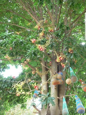 Cây cảnh - Cây Xanh Minh Phương - Công Ty TNHH Cây Xanh Minh Phương