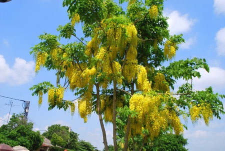 Cây công trình - Cây Xanh Minh Phương - Công Ty TNHH Cây Xanh Minh Phương