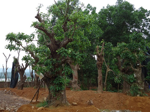 Cây công trình - Cây Xanh Minh Phương - Công Ty TNHH Cây Xanh Minh Phương