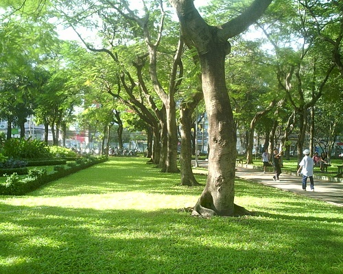Cây công trình - Cây Xanh Minh Phương - Công Ty TNHH Cây Xanh Minh Phương