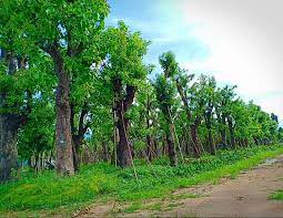 Cây công trình - Cây Xanh Minh Phương - Công Ty TNHH Cây Xanh Minh Phương