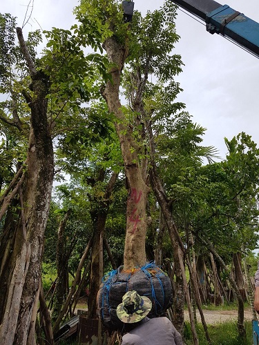 Cây công trình - Cây Xanh Minh Phương - Công Ty TNHH Cây Xanh Minh Phương