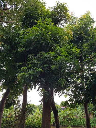 Cây công trình - Cây Xanh Minh Phương - Công Ty TNHH Cây Xanh Minh Phương