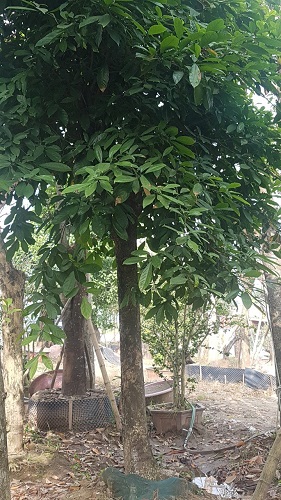 Cây công trình - Cây Xanh Minh Phương - Công Ty TNHH Cây Xanh Minh Phương