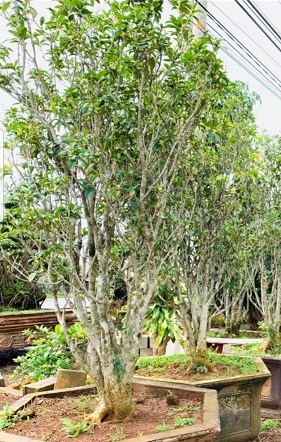 Cây công trình - Cây Xanh Minh Phương - Công Ty TNHH Cây Xanh Minh Phương