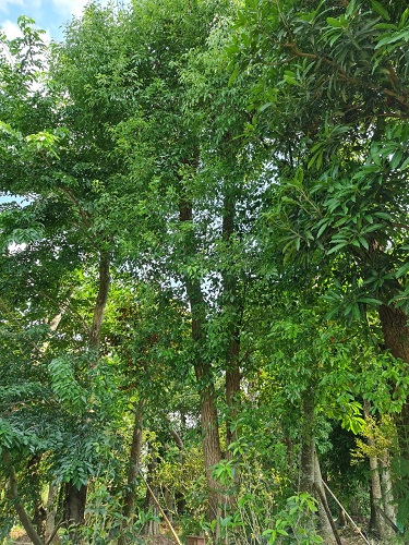 Cây công trình - Cây Xanh Minh Phương - Công Ty TNHH Cây Xanh Minh Phương