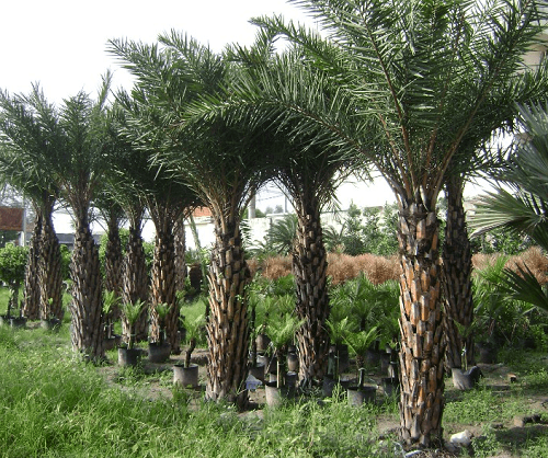 Cây công trình - Cây Xanh Minh Phương - Công Ty TNHH Cây Xanh Minh Phương