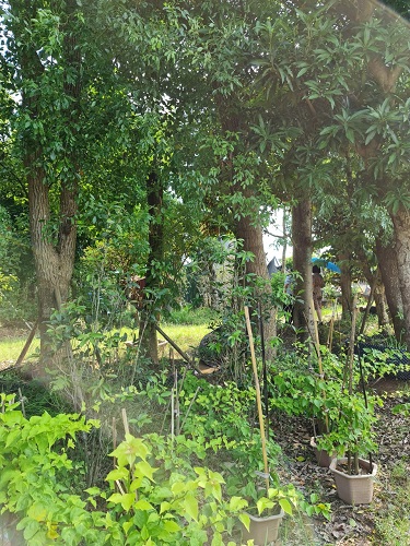 Cây công trình - Cây Xanh Minh Phương - Công Ty TNHH Cây Xanh Minh Phương