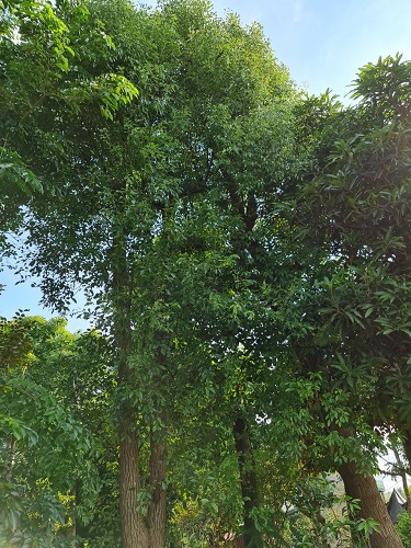 Cây công trình - Cây Xanh Minh Phương - Công Ty TNHH Cây Xanh Minh Phương
