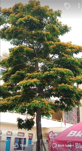 Cây công trình - Cây Xanh Minh Phương - Công Ty TNHH Cây Xanh Minh Phương