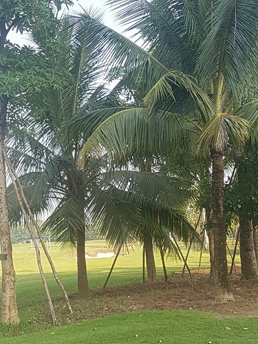 Cây công trình - Cây Xanh Minh Phương - Công Ty TNHH Cây Xanh Minh Phương