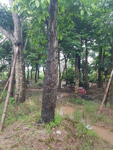 Cây công trình - Cây Xanh Minh Phương - Công Ty TNHH Cây Xanh Minh Phương