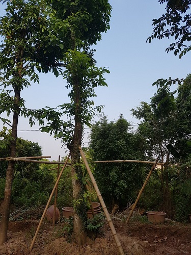 Cây công trình - Cây Xanh Minh Phương - Công Ty TNHH Cây Xanh Minh Phương