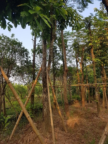 Cây công trình - Cây Xanh Minh Phương - Công Ty TNHH Cây Xanh Minh Phương