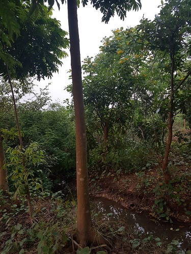 Cây công trình - Cây Xanh Minh Phương - Công Ty TNHH Cây Xanh Minh Phương