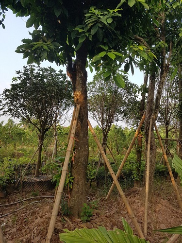 Cây công trình - Cây Xanh Minh Phương - Công Ty TNHH Cây Xanh Minh Phương