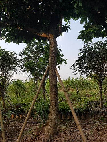 Cây công trình - Cây Xanh Minh Phương - Công Ty TNHH Cây Xanh Minh Phương