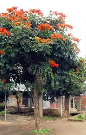 Cây công trình - Cây Xanh Minh Phương - Công Ty TNHH Cây Xanh Minh Phương