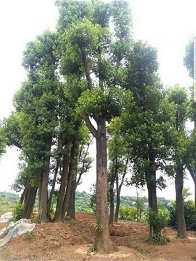 Cây công trình - Cây Xanh Minh Phương - Công Ty TNHH Cây Xanh Minh Phương