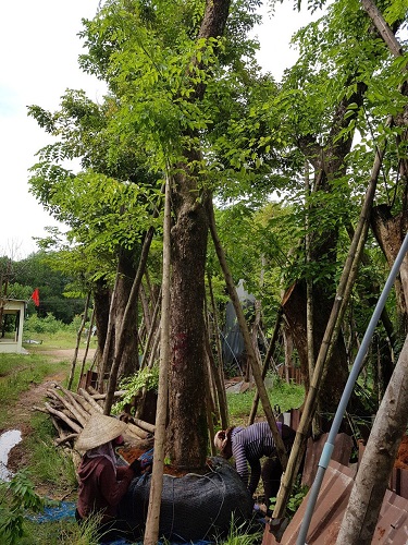 Cây công trình - Cây Xanh Minh Phương - Công Ty TNHH Cây Xanh Minh Phương