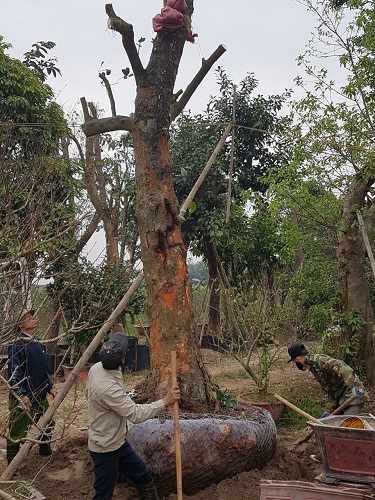 Cây công trình - Cây Xanh Minh Phương - Công Ty TNHH Cây Xanh Minh Phương