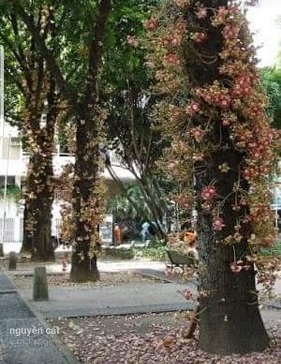 Cây công trình - Cây Xanh Minh Phương - Công Ty TNHH Cây Xanh Minh Phương