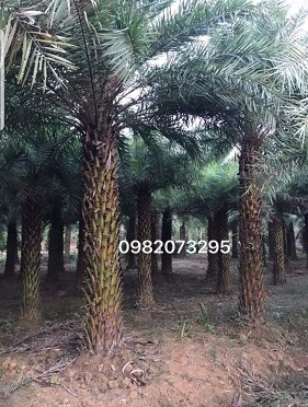 Cây công trình - Cây Xanh Minh Phương - Công Ty TNHH Cây Xanh Minh Phương