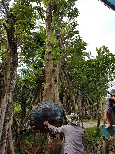 Cây công trình - Cây Xanh Minh Phương - Công Ty TNHH Cây Xanh Minh Phương