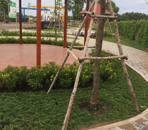 Cây công trình - Cây Xanh Minh Phương - Công Ty TNHH Cây Xanh Minh Phương