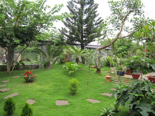 Cây công trình - Cây Xanh Minh Phương - Công Ty TNHH Cây Xanh Minh Phương